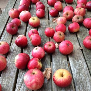 apple harvest on a table
