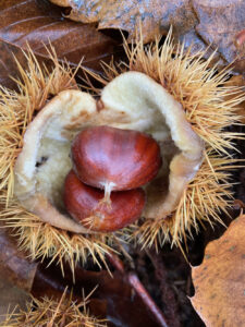 An opened chestnut burr reveals two chestnuts