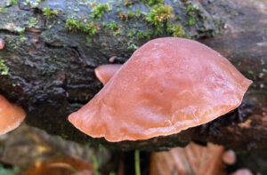 the lobe-shaped Jelly Ear fungus