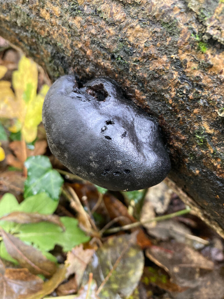 King Alfred's Cake fungus looks like a lump of coal