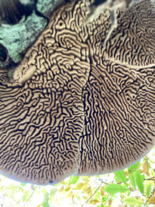 the brain-like underside of the Maze Gill fungus