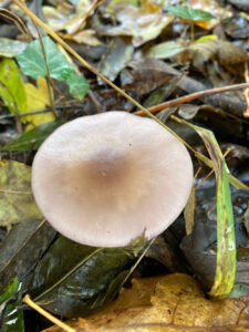 The Blewitt mushroom