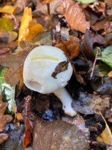 a small white Yellow Stainer mushroom